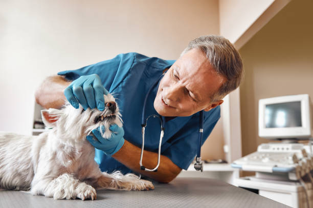 Best Emergency Dentist Near Me  in Beesleys Point, NJ